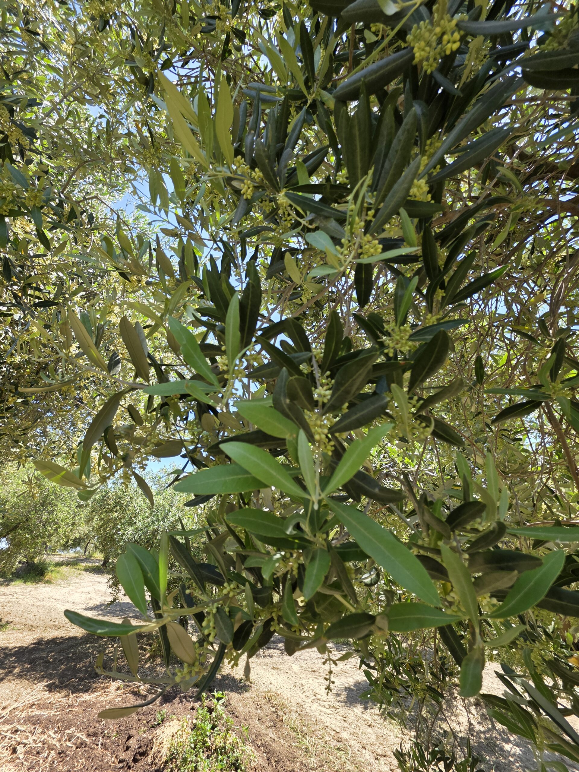 Olio Extra Vergine di Oliva